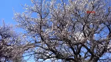 Doğubayazıt Doğu'da Nisan Ayında İki Mevsim