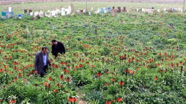 Köylülerin 'Ters Lale' Nöbeti