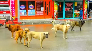 Osmancık'ta Sokak Köpekleri Korkutuyor