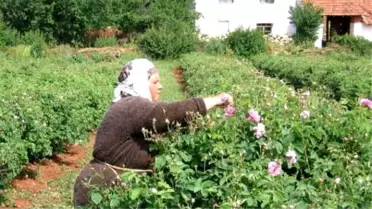 Gül Üreticisine 16 TL Destek