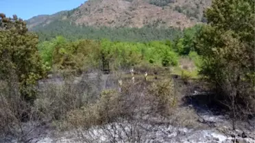 Köyceğiz'de Yürekleri Ağza Getiren Orman Yangını (2)- Yeniden