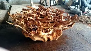 Ağaç Kökleri Gazetecinin Elleriyle Yeniden Hayat Buluyor