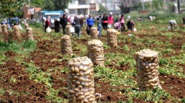 Patates Tarlada 1 Lira 70 Kuruş Pazarda 5 Liraya Satılıyor