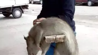 Sakarya'da Çekilen Dev Fare Fotoğrafı Rekor Kırdı