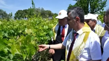 Manisa'da Yaprak Toplama Şenliği