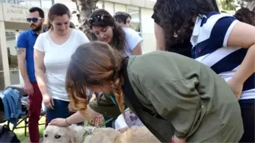 Terapist' Köpekler Sınav Stresini Ortadan Kaldırıyor