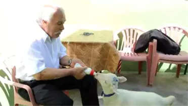 Biberonla Beslediği Kuzu Yanından Ayrılmıyor