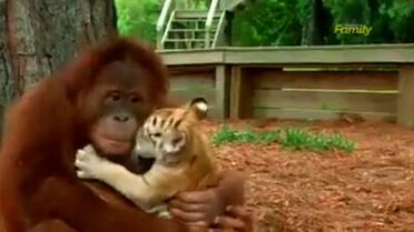 Kaplan Yavrularına Dadılık Yapan Orangutan