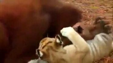 Kaplan Yavrularına Dadılık Yapan Orangutan