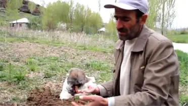 Kınalı Kekliğe Duygusal Veda