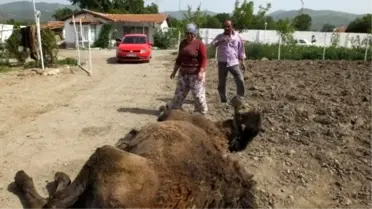 Burhaniye'de Bir Kadın Deve Bakıcısı Oldu