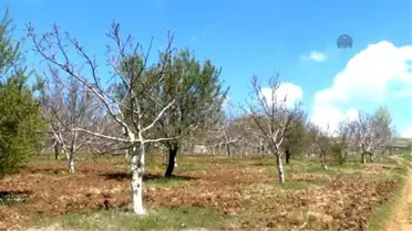 Ceviz Üretiminde Verimli Türlere İlgi Artıyor