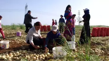 HDP Adayları İlçelere Dağıldı