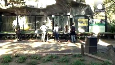 Arjantin'de Orangutan Sandra İçin Duruşma