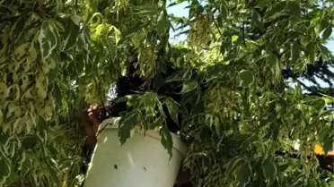 Caddedeki Ağaçta Biriken Arılar Yayalara Zor Anlar Yaşattı