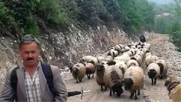 Çobanlar Yayla Yolunda