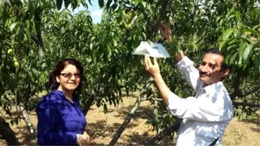 Aydın'da Şeftali Bahçelerinde Kontroller Devam Ediyor