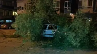 Devrilen Ağaç, İki Araca Hasar Verdi