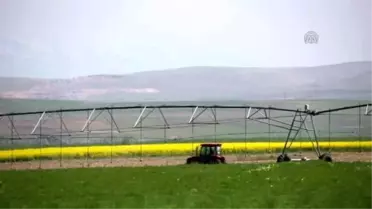 Kanola' Üretiminde Başarılı Sonuç Alındı