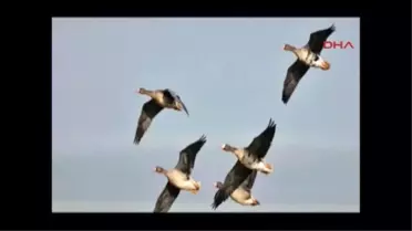 Yaban Kazlarının Masalsı Müziği Kullanılacak
