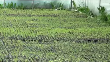 Btc'den Aldığı Destekle 170 Bin Çiçek Üretti