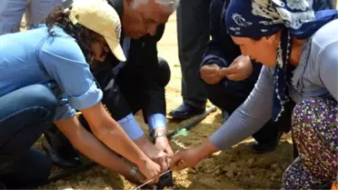 200 Dönüm Arazide 'Siyah Trüf Mantarı' Üretilecek