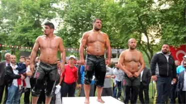 53. Akbalık Yağlı Güreşleri Sona Erdi