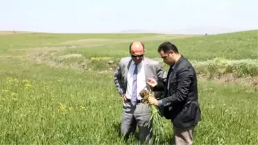 Anıza Ekim Parsellerinin Kışlık Kontrolleri Yapıldı