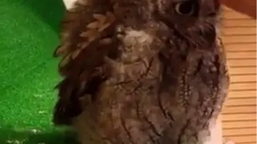 Kendini Sevdirmek İçin Can Atan Baykuş!