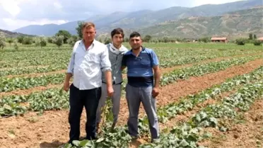 Soğuk Hava Salatalıkta Verimi Düşürdü, Üreticiyi Üzdü