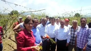CHP'li Milletvekili ve Adayları Doludan Zarar Gören Çiftçiyi Dinledi