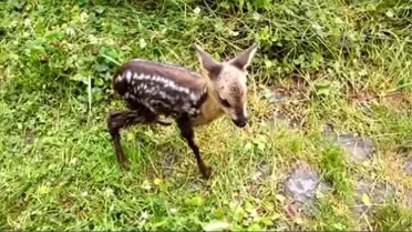 Yavru Karaca 'Minnoş' Giresun Kalesi'nin Maskotu Oldu
