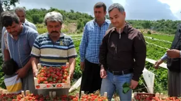 Silifke'de Yaylalarda Domatese Alternatif Çilek Ekildi