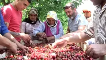 Denizli'de Kirazı Yağmur Vurdu