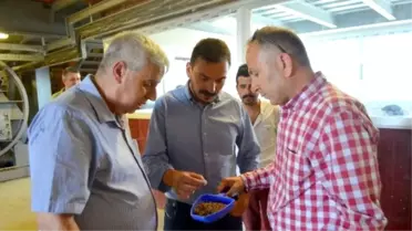 Söke Osb'de Baca Tütüyor