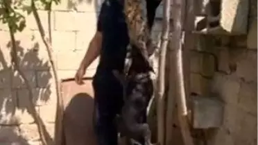 Kırklareli'deki Kedi İşkencesinde Kovuşturmaya Yer Yok