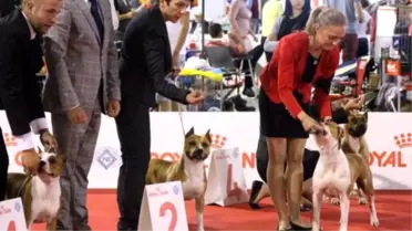 Orca' Adlı Köpek Dünya 3'üncüsü Oldu