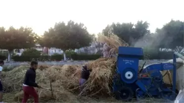 Bozyazı'da Ekin Hasadı Başladı