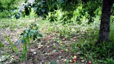 Amasya'da Bir Belde ve 4 Köyü Dolu Vurdu