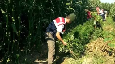 Jandarmadan 24 Milyonluk Kenevir Tarlasına Baskın