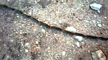 Tırtılların Nizamiye Girişi