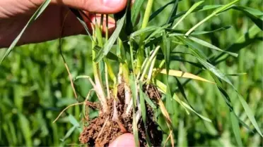 Hububat Tarlalarında Süne Mücadelesi