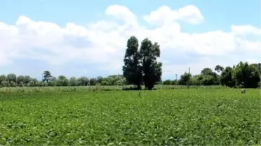 Samsun, Tarımsal Üretimde 10. Sırada
