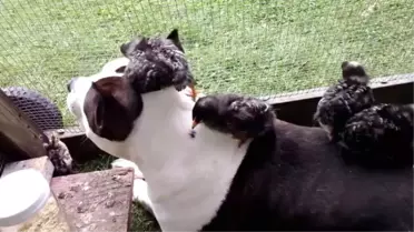 Hindi Yavruları Pitbullu Madara Etti