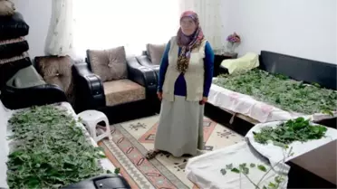 Misafir Odasında 'İpek Böceklerini' Ağırlıyor