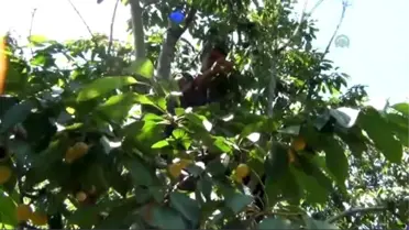Beyaz Kiraz Hasadı Başladı