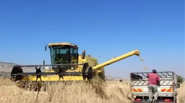 Tahıl Hasat Mevsiminde Sona Doğru