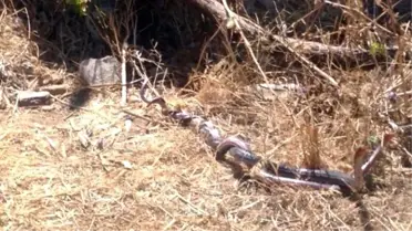 Yılanların Çiftleşme Dansı Büyüledi