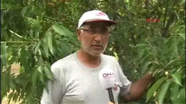 Beyaz Kirazın Anavatanı Ereğli'de Üreticiler, Fiyat Düşüklüğünden Şikayetçi