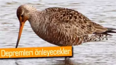 Kuşları Sismolog Yaptılar!